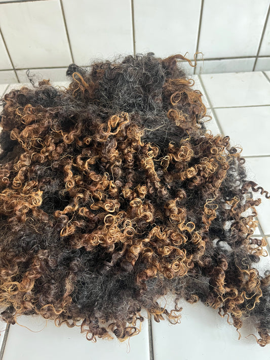 sortbrun wensleydale krøller