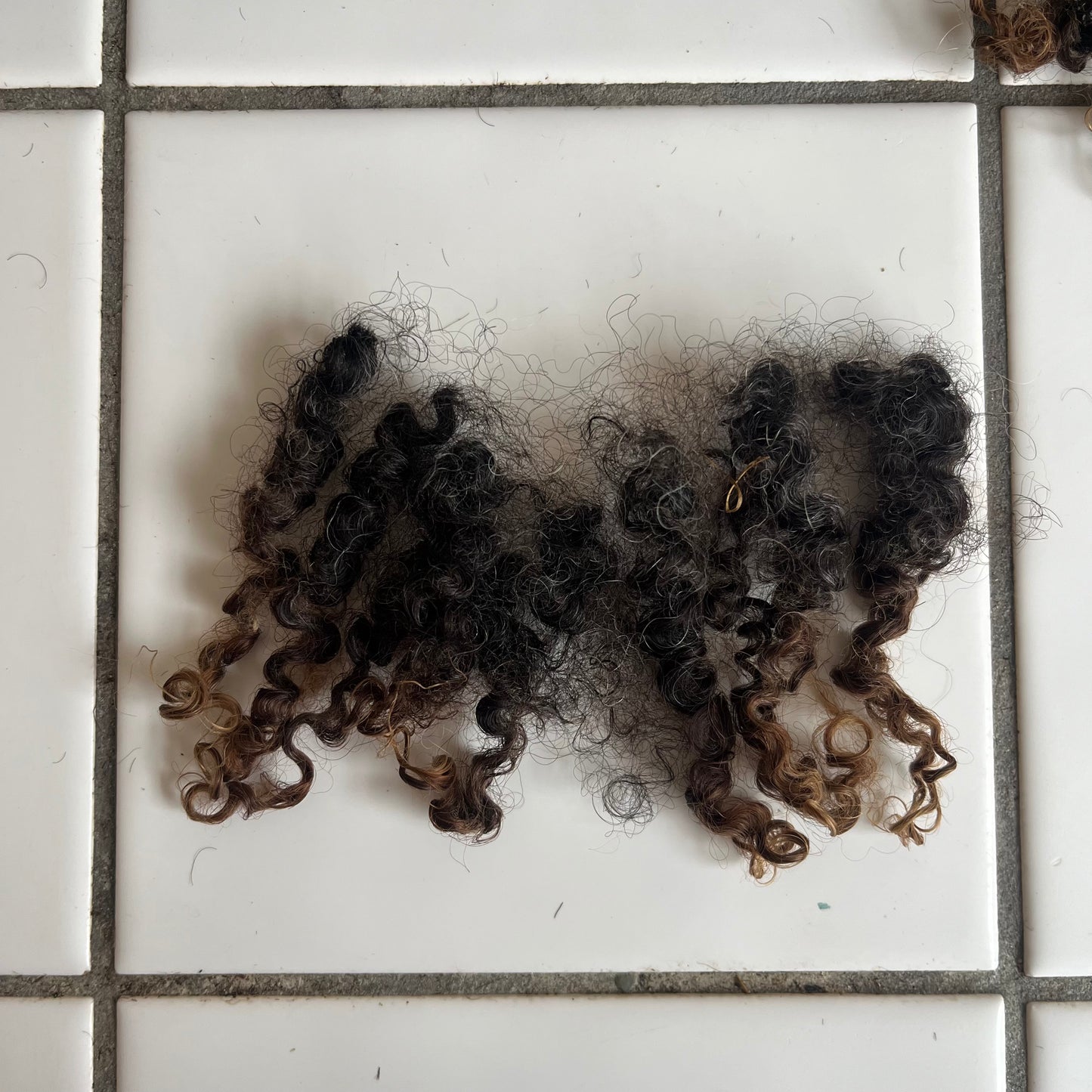 sortbrun wensleydale krøller