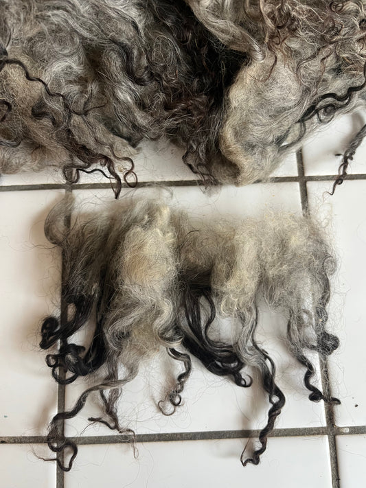 Grå Spælsau krøller